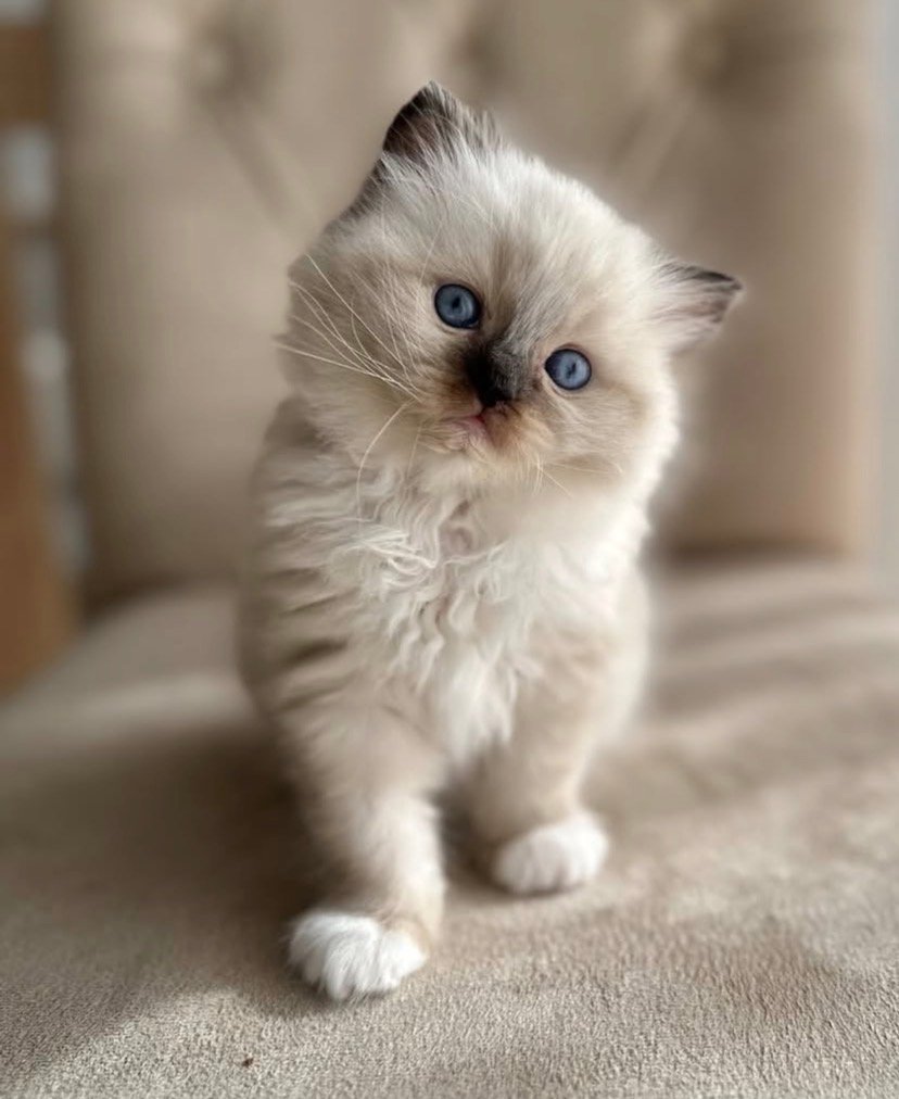 Oliver Ragdoll kitten