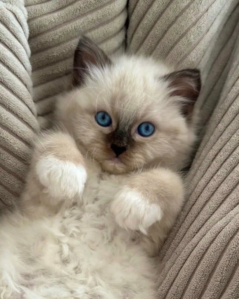 Finn Ragdoll kitten