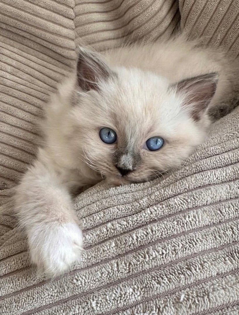 Rosie Ragdoll kitten