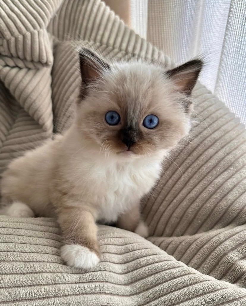 Willow Ragdoll kitten
