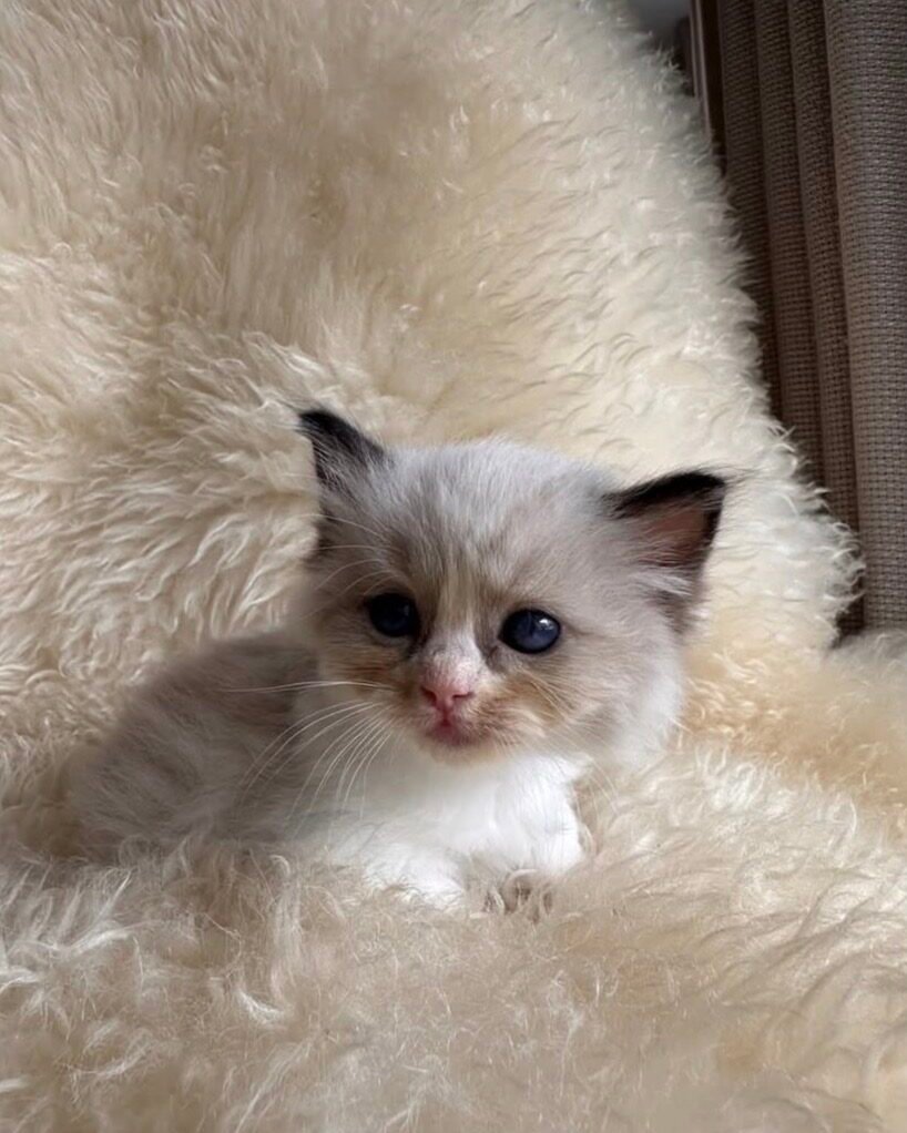 Ellie Ragdoll kitten