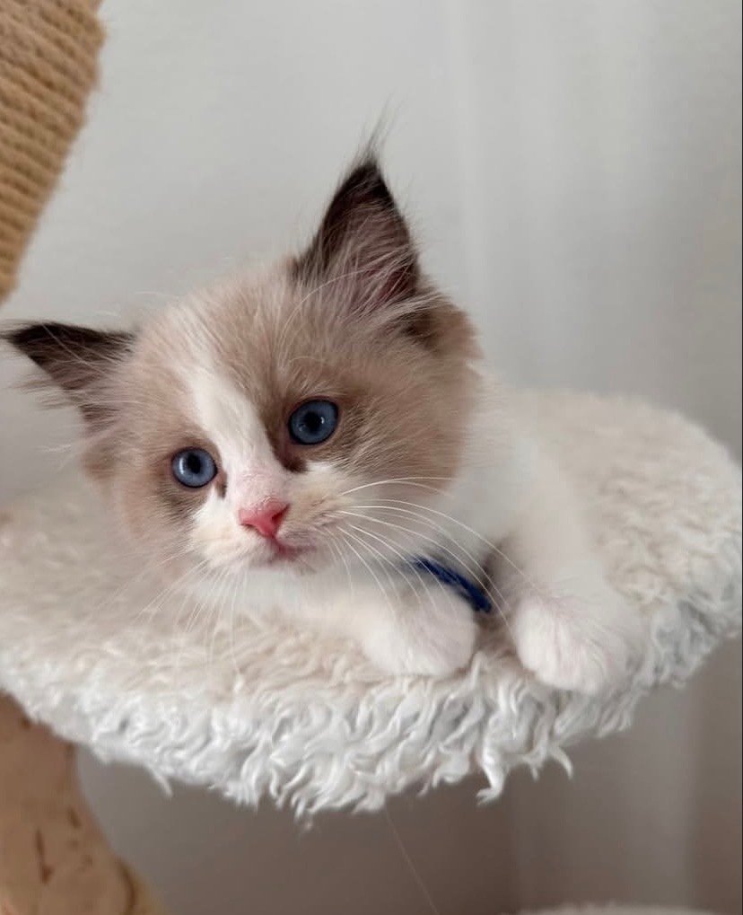 Henry Ragdoll kitten