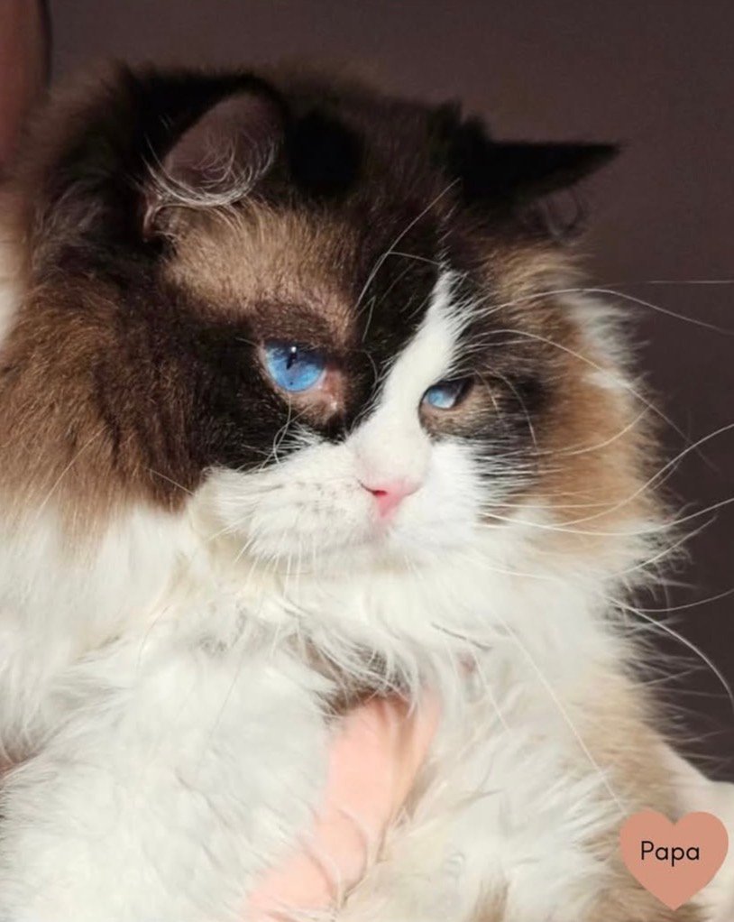 Ragdoll King