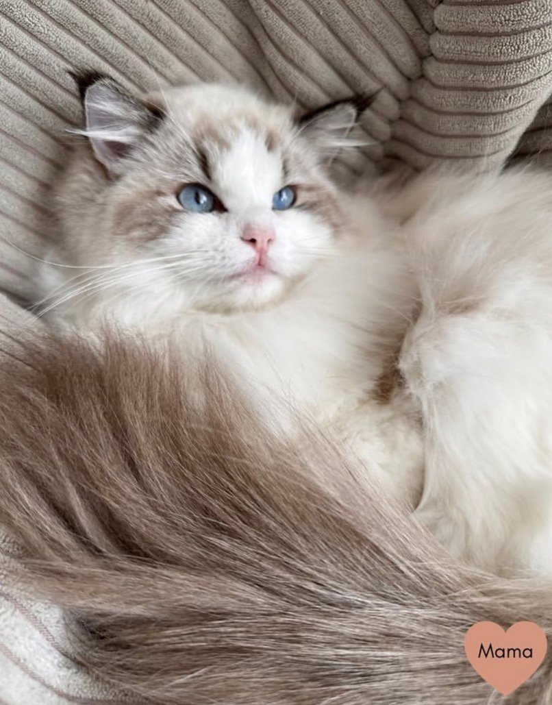 Ragdoll Queen