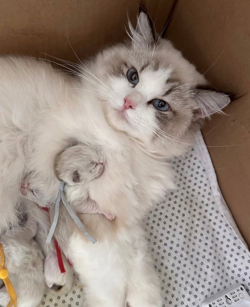 Cat-Teri-a Ragdoll kittens