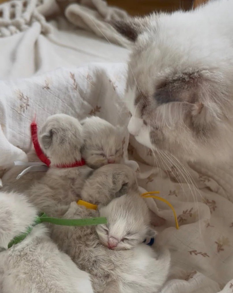 Cat-Teri-a Ragdoll litter
