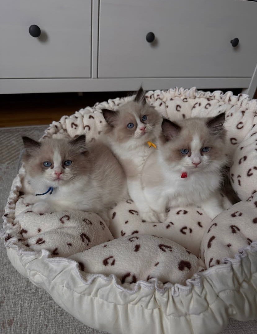 Cat-Teri-a Ragdoll kittens