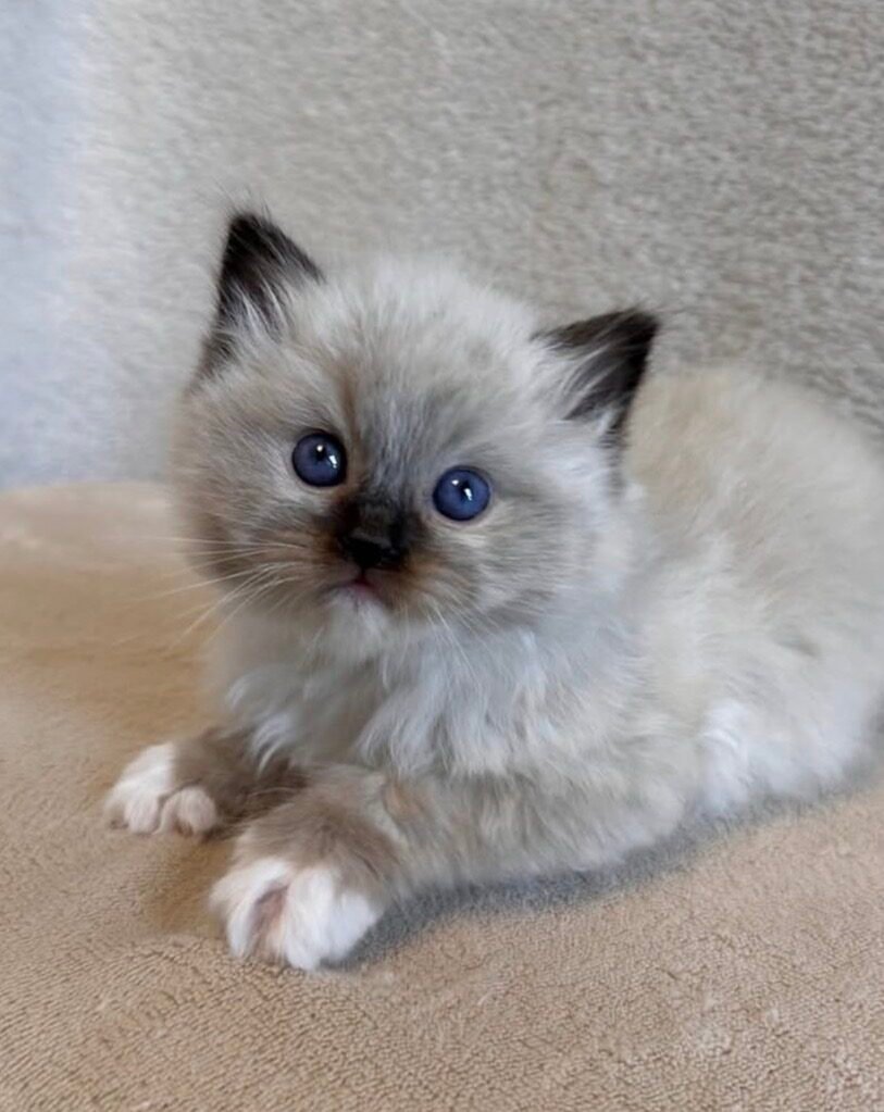 Luna Ragdoll kitten
