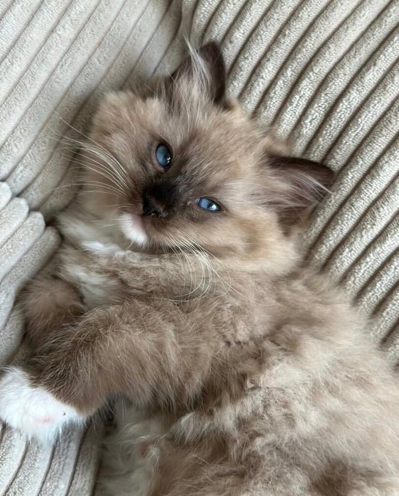 Bella Ragdoll kitten