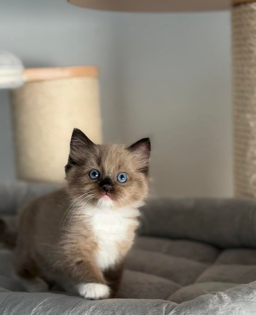 Leo Ragdoll kitten