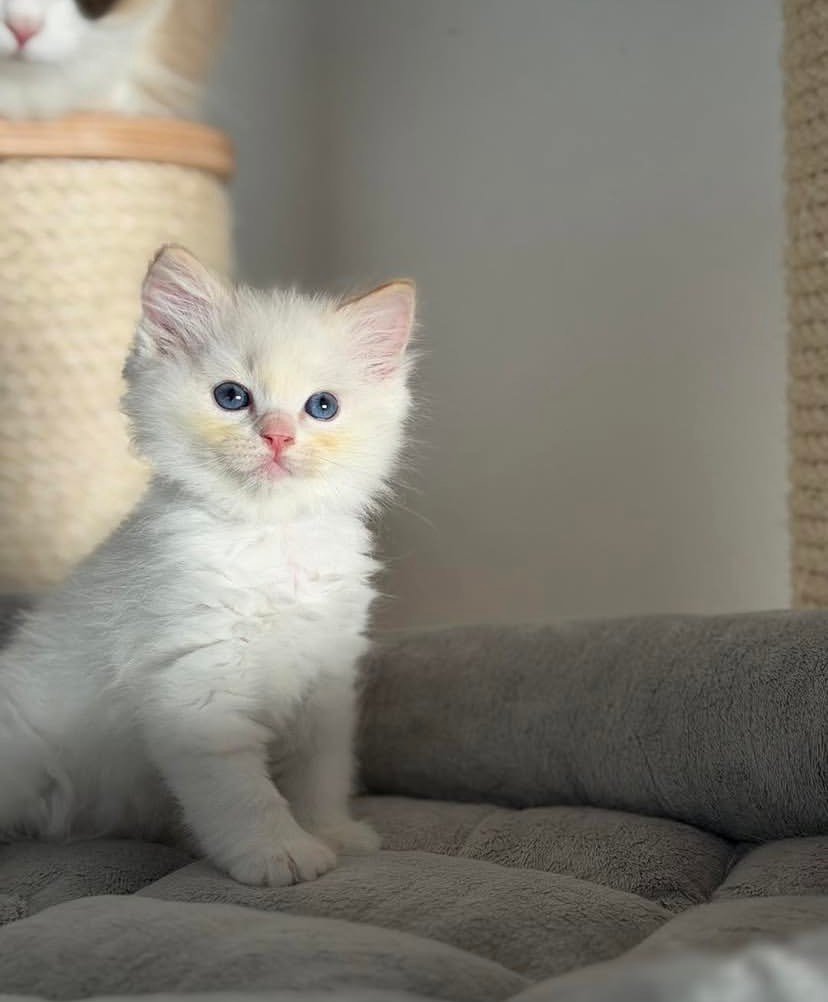 Maisie Ragdoll kitten