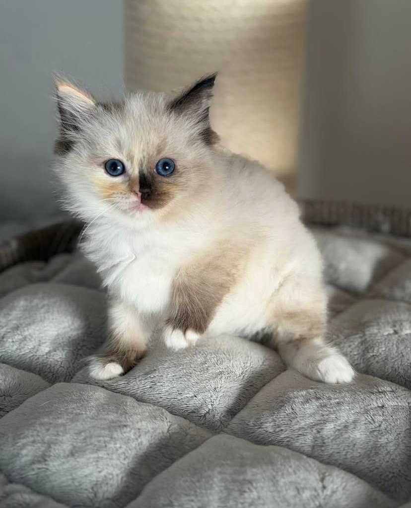 Archie Ragdoll kitten