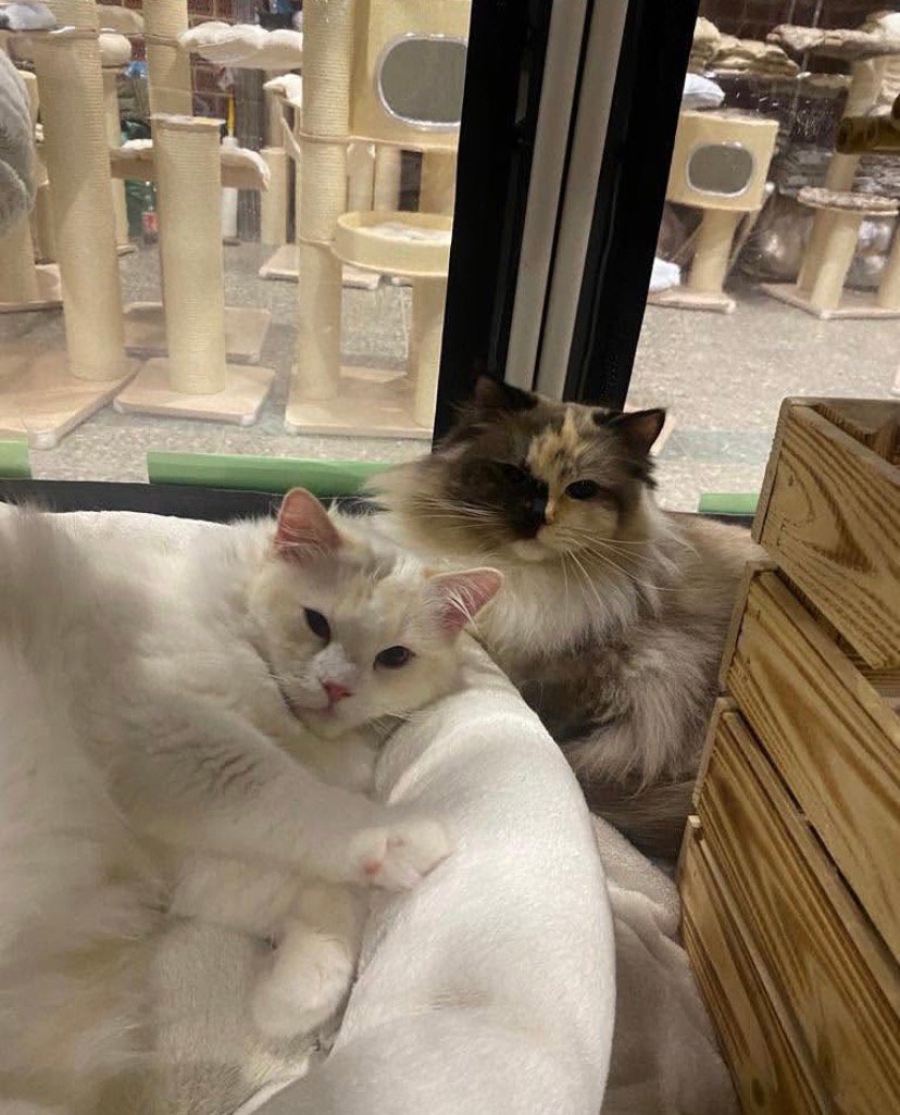 Cat-Teri-a Ragdoll litter