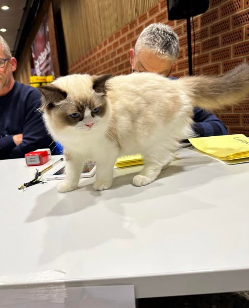 Cat-Teri-a Ragdoll kittens