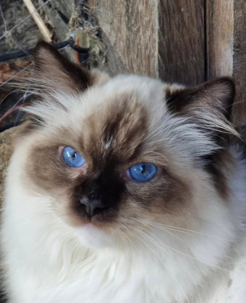 Ragdoll King
