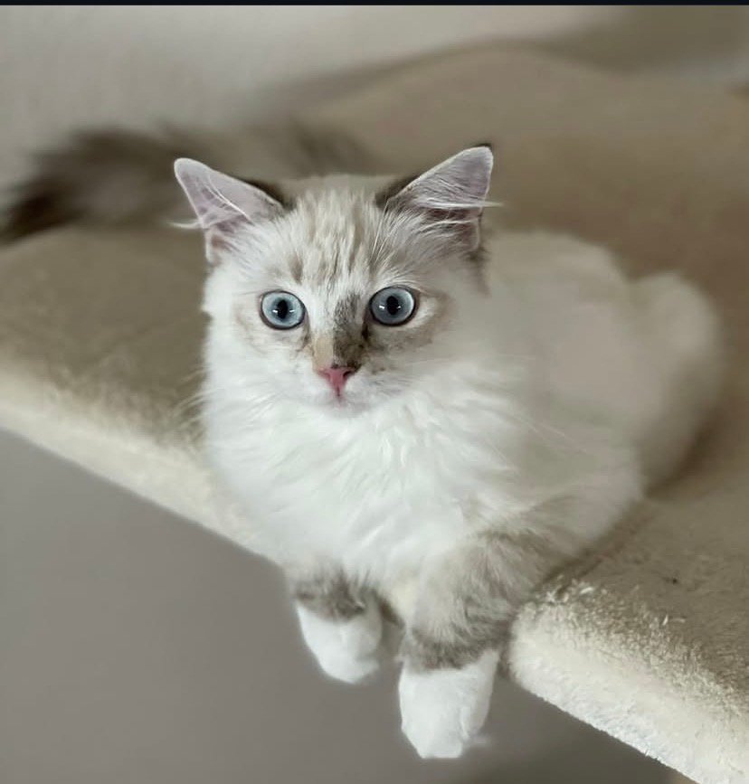 Cat-Teri-a Ragdoll kittens