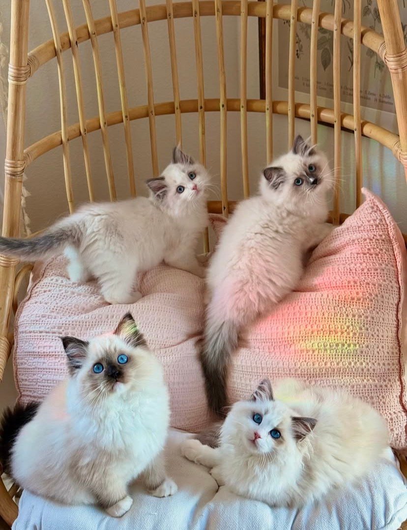 Cat-Teri-a Ragdoll litter
