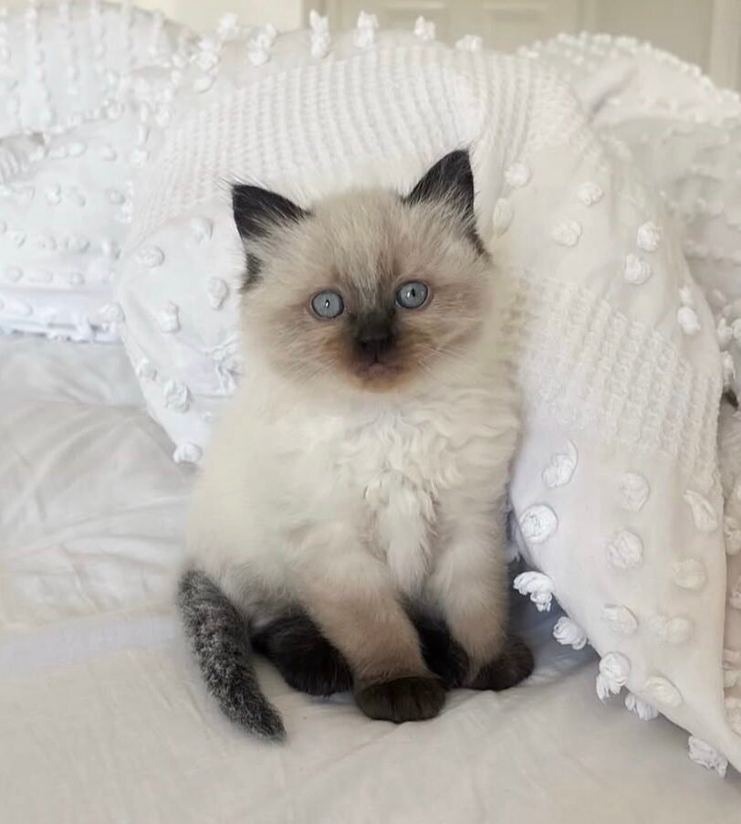 Daisy Ragdoll kitten