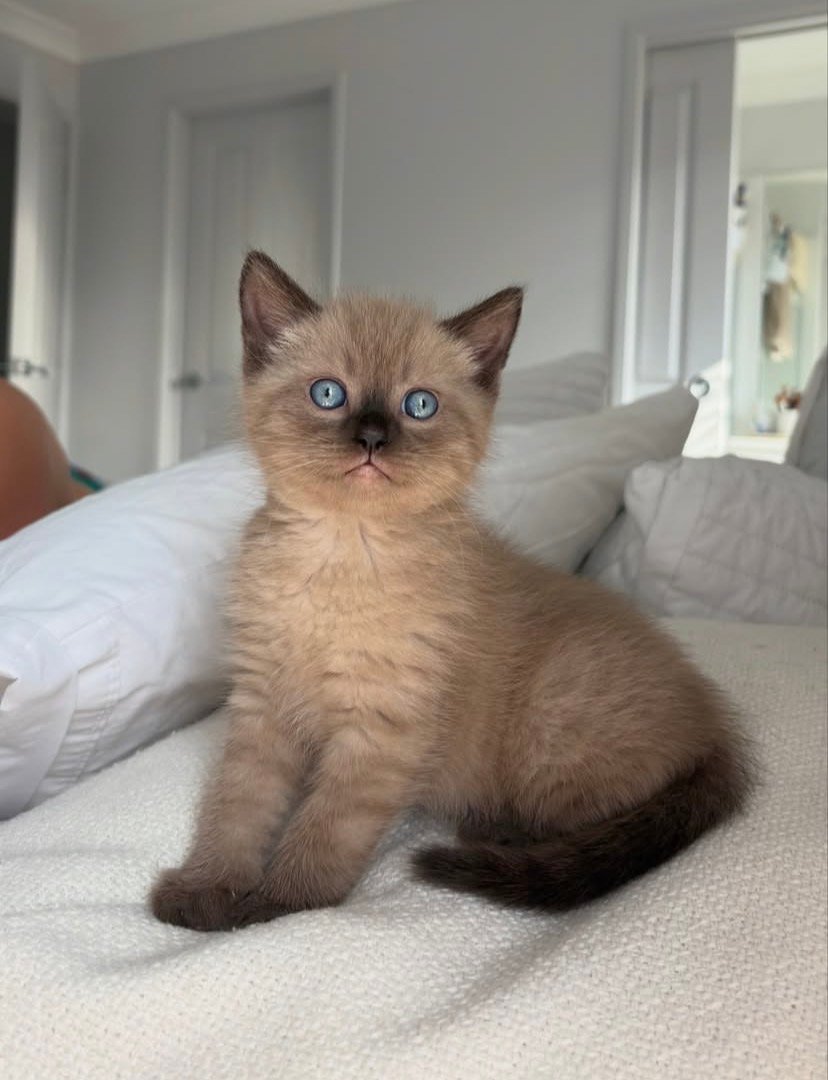 Theodore Ragdoll kitten
