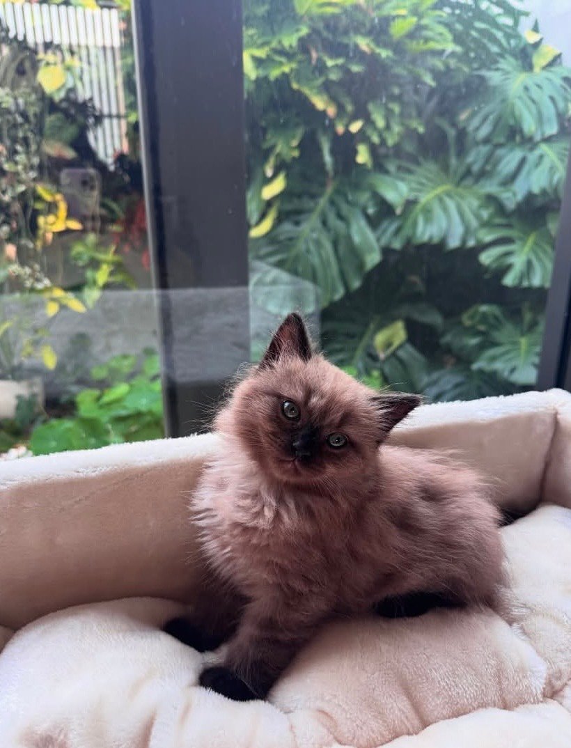 Charlie Ragdoll kitten