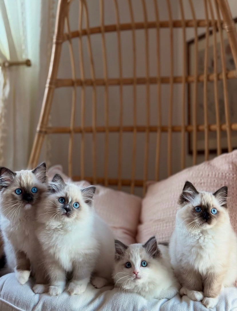 Cat-Teri-a Ragdoll litter