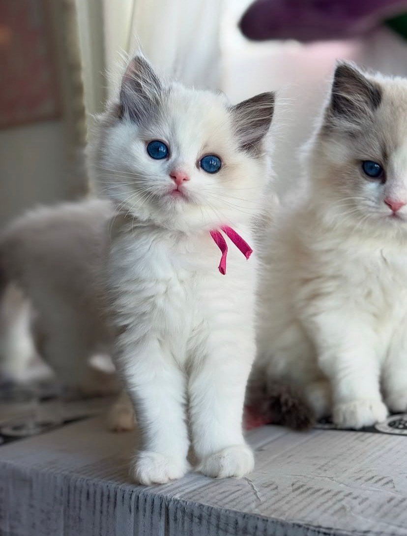 Cat-Teri-a Ragdoll kittens