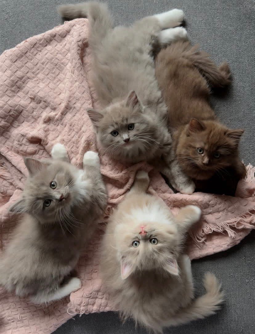 Cat-Teri-a Ragdoll litter